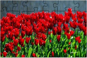 tulipani jigsaw puzzle