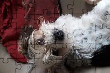 Chien jigsaw puzzle