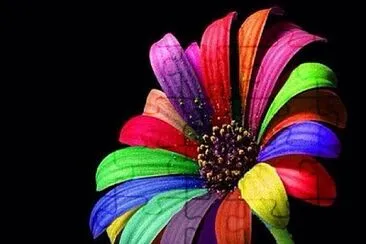 Flor Multicolor