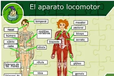 MUSCULOS - OSEO jigsaw puzzle