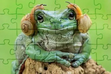 Kuru jigsaw puzzle