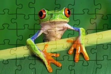 sapito jigsaw puzzle