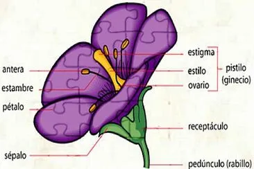 PARTES DE LA FLOR