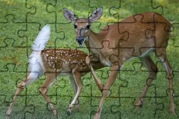 GuazubirÃ¡ jigsaw puzzle