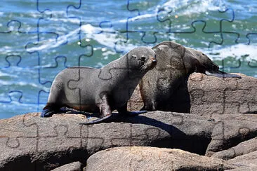 lobo de mar jigsaw puzzle