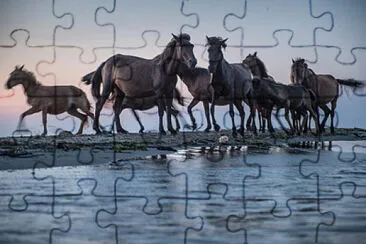 animal jigsaw puzzle