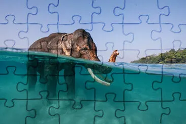 animal jigsaw puzzle