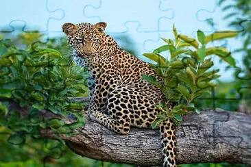 animal jigsaw puzzle