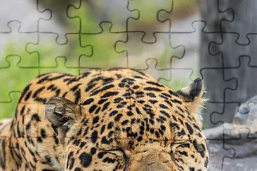 animal jigsaw puzzle