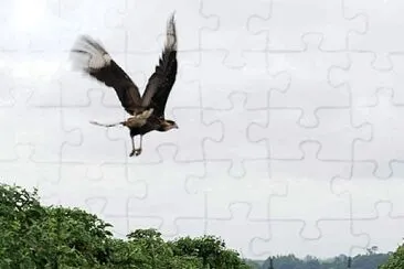 natural jigsaw puzzle