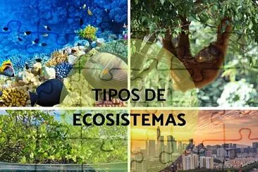 descubre los tipos de ecosistema jigsaw puzzle