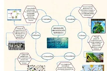 Niveles de organizaciÃ³n ecolÃ³gica