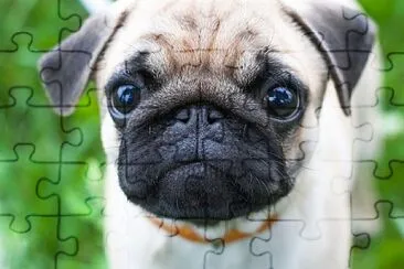 pug