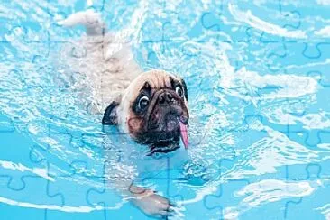 pug swiming