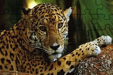 jaguar jigsaw puzzle