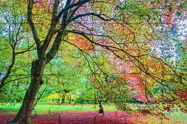 forest pink jigsaw puzzle