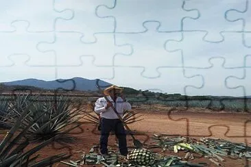 JIMA EN TEQUILA JALISCO jigsaw puzzle