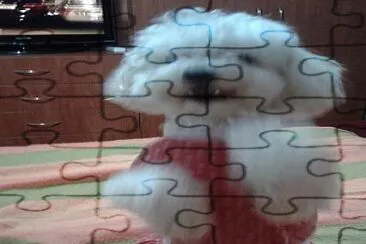 lula feliz jigsaw puzzle