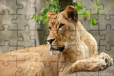  jigsaw puzzle