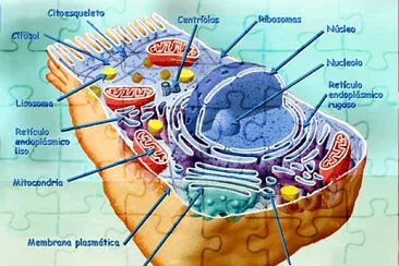 CÃ©lula animal y organelos