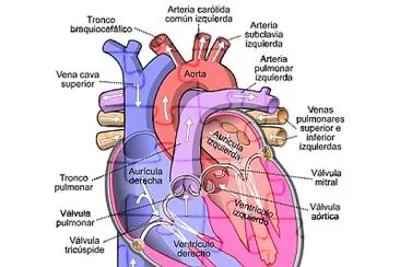 פאזל של Corazon