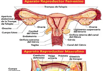 Aparato reproductor masculino y femenino