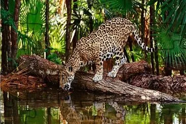 un natural rompecabezas de puma jigsaw puzzle