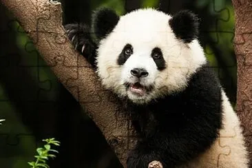 פאזל של un hermoso panda