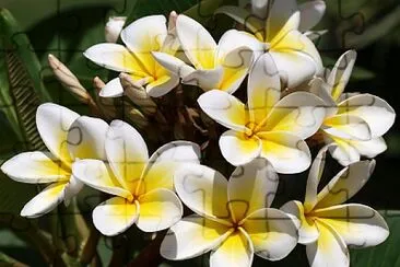 flores - Plumeria