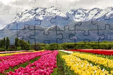 flores -Tulipanes jigsaw puzzle