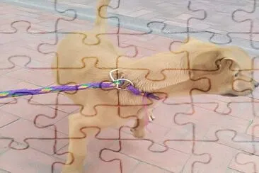 perrito jigsaw puzzle