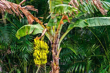 Banana Tree