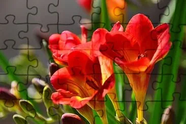 REVELANDO A PRIMAVERA jigsaw puzzle