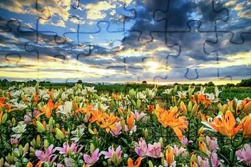 flores - Lirios jigsaw puzzle