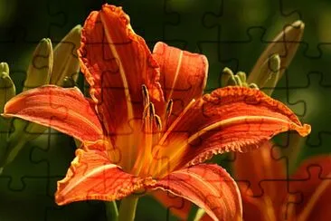 flores - Lirio jigsaw puzzle