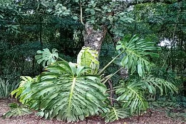 bosque do saturno