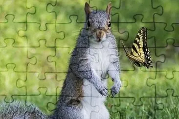 ARDILLA Y MARIPOSA jigsaw puzzle