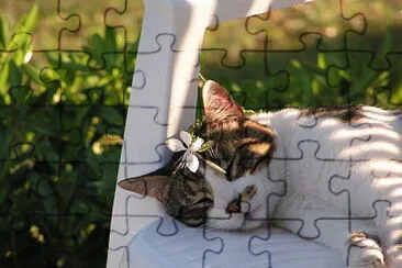 bob cat jigsaw puzzle