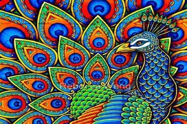 Colorful Peacock