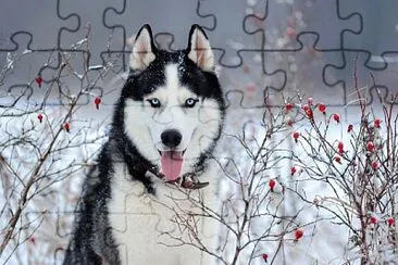 Husky jigsaw puzzle