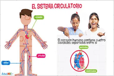 sistema cirtulatorio