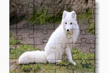 Raposa branca,White fox jigsaw puzzle