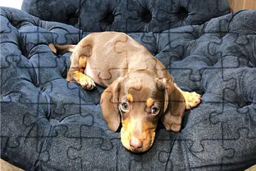 dachshund