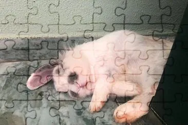 Coelho jigsaw puzzle