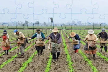 campo jigsaw puzzle