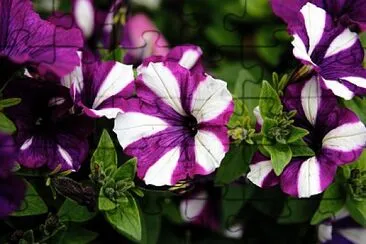 flores - Petunias