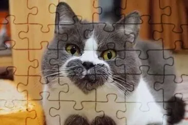 Animal jigsaw puzzle