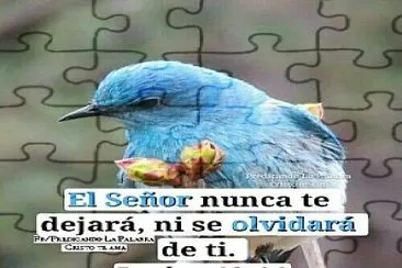 פאזל של pajaro