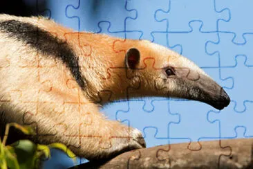 TamanduÃ¡ jigsaw puzzle