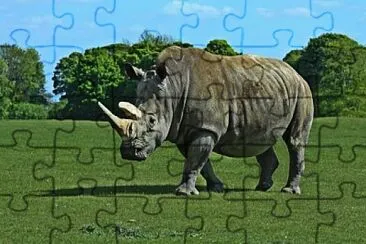 hipopÃ³tamo jigsaw puzzle